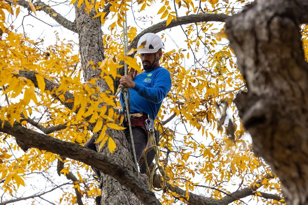 Skilled Dead Tree Removal crew working in New Haven